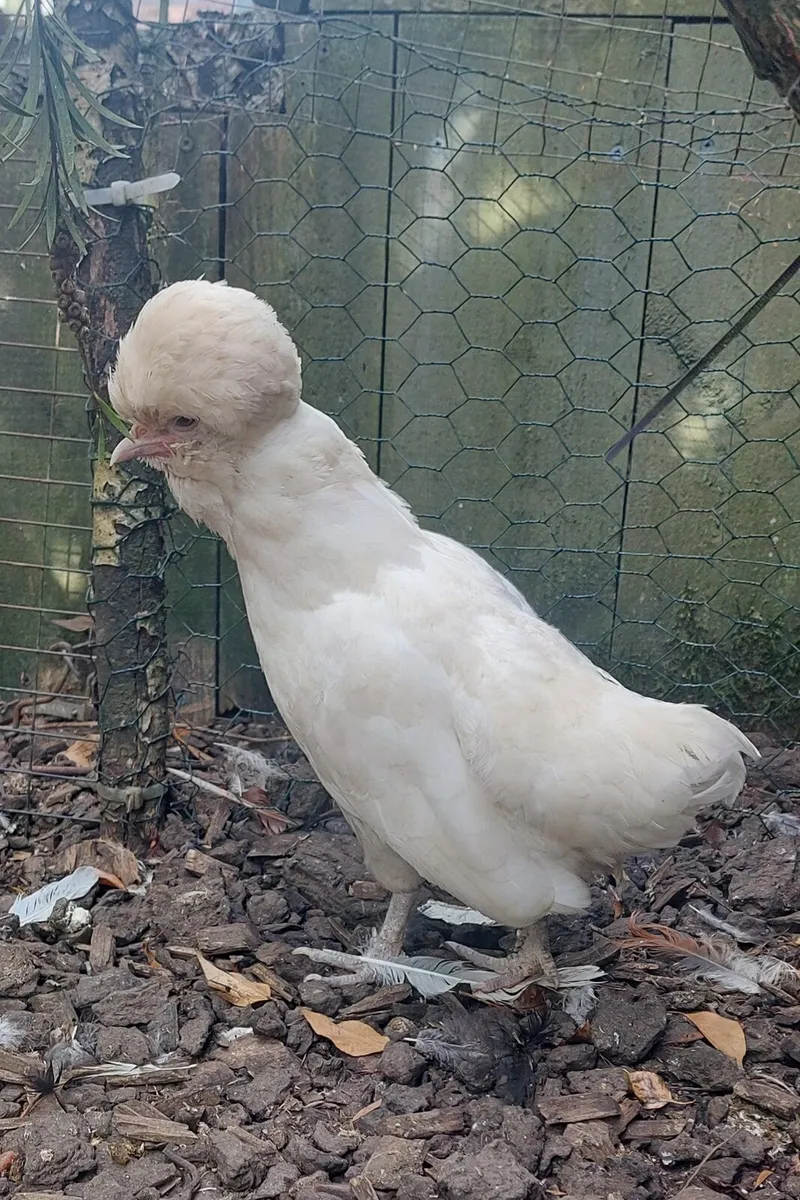 Polish Bantams Pairs plus crossbred cocks - Image 3