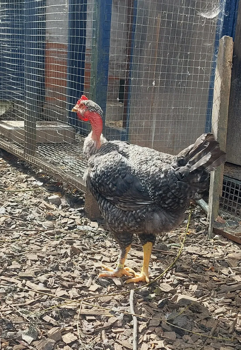Polish Bantams Pairs plus crossbred cocks - Image 4