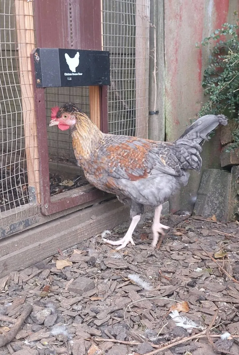 Polish Bantams Pairs plus crossbred cocks - Image 4