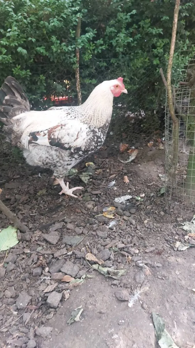 Polish Bantams Pairs plus crossbred cocks - Image 3