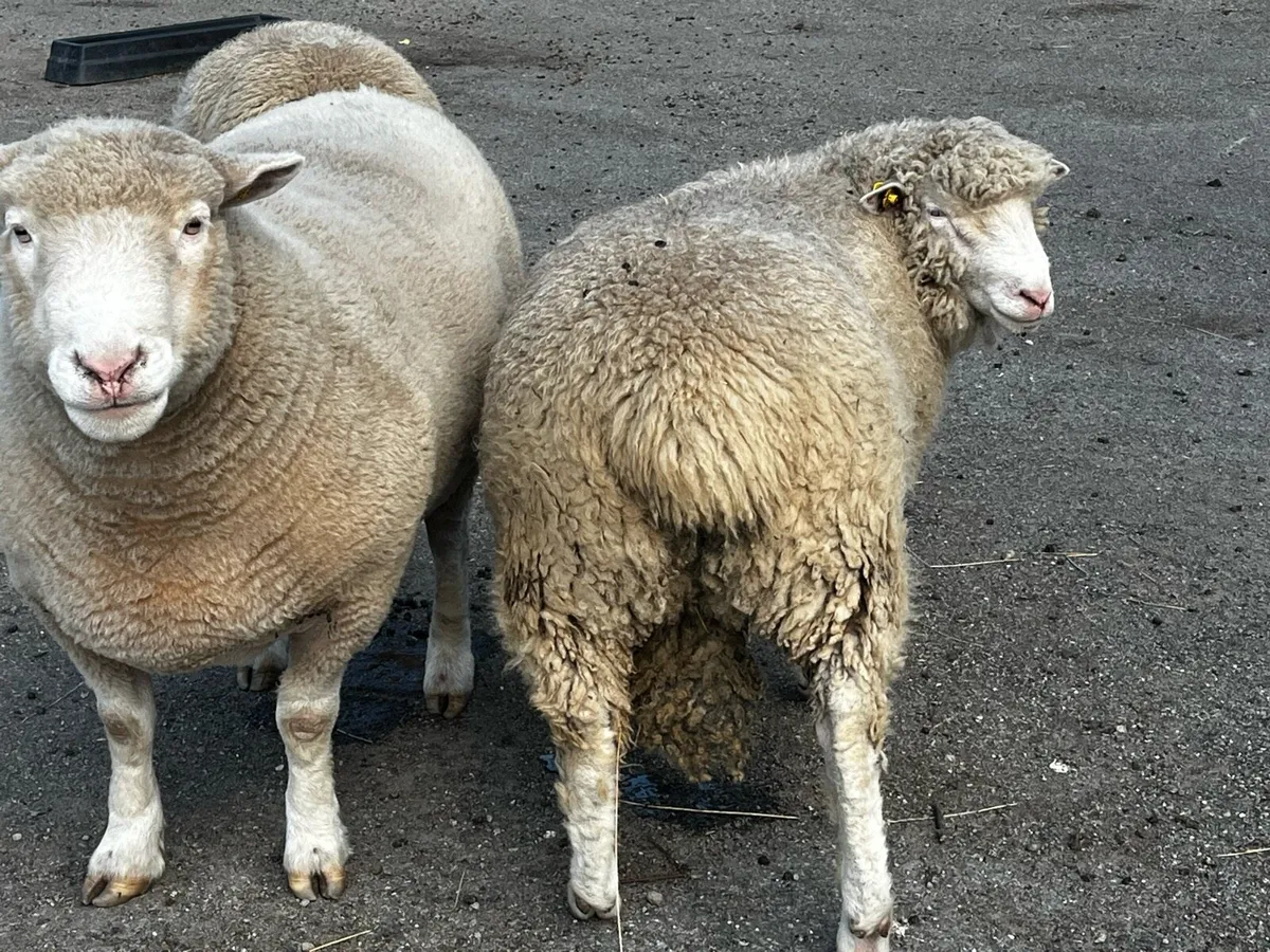 Dorset ram lambs - Image 4