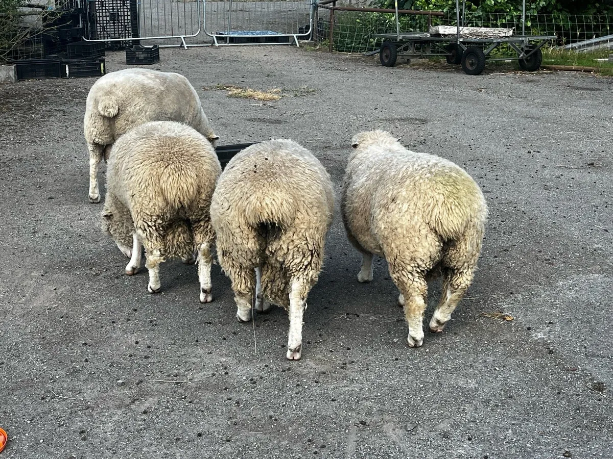 Dorset ram lambs - Image 1