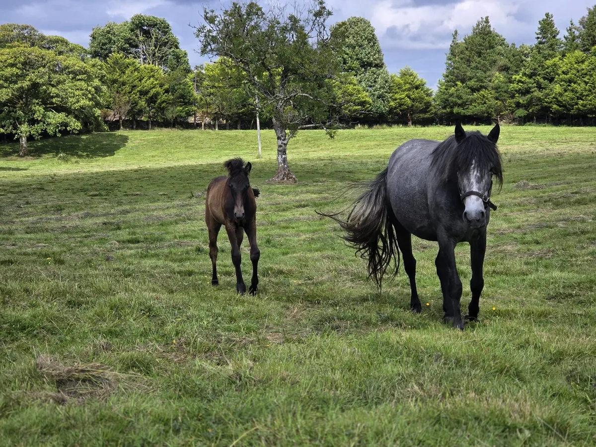 Connemara mares - Image 2