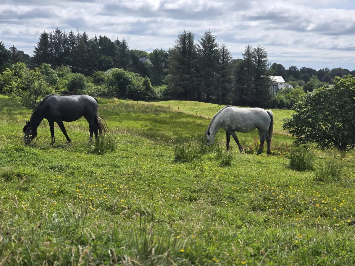 Connemara mares - Image 1