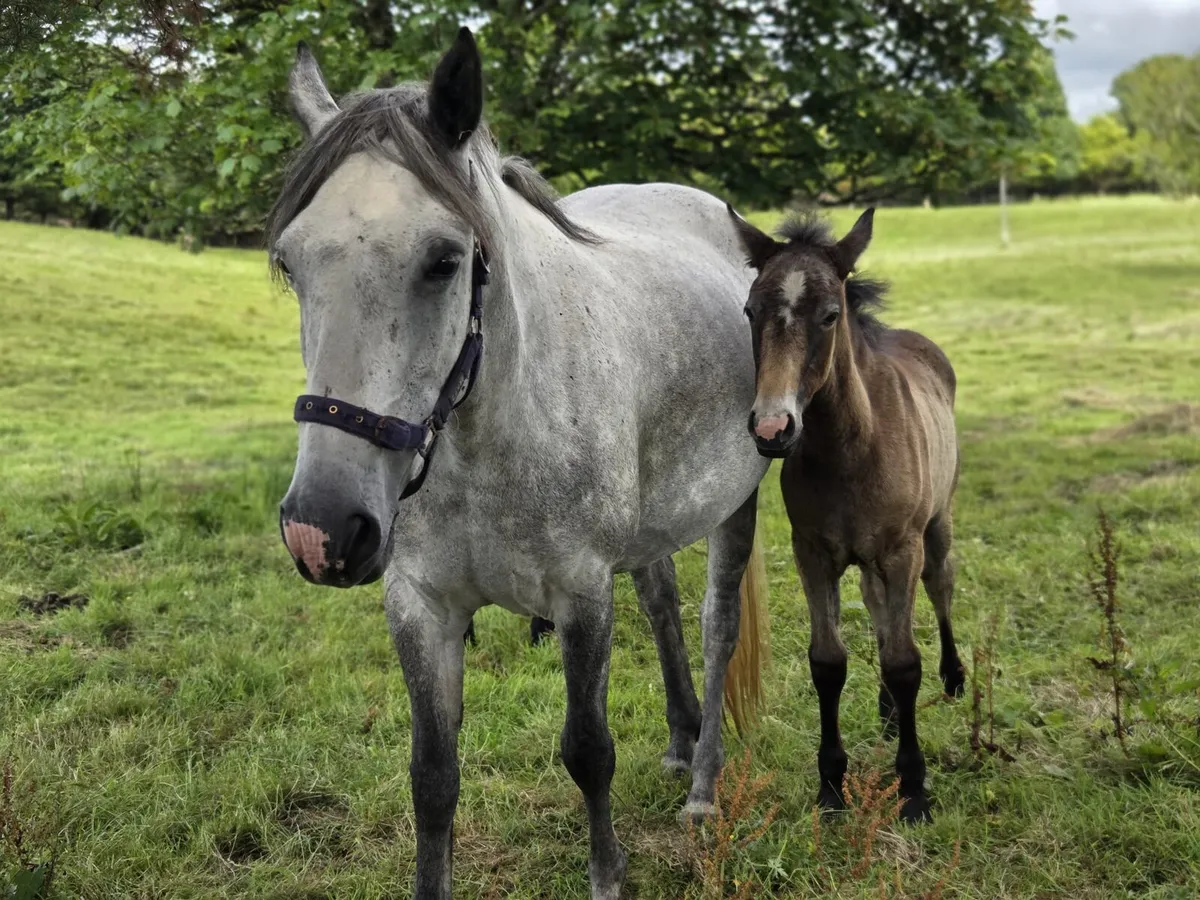 Connemara mares - Image 3