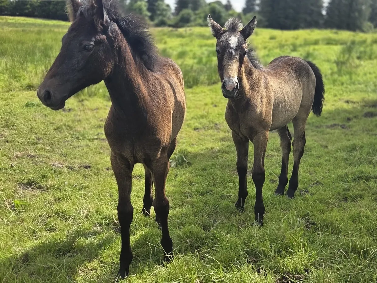 Connemara mares - Image 4