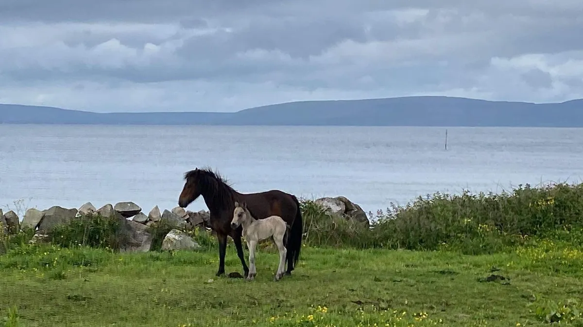 Kerry Bog Pony - Image 3