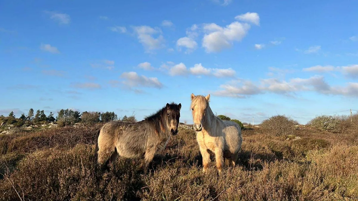 Kerry Bog Pony - Image 4