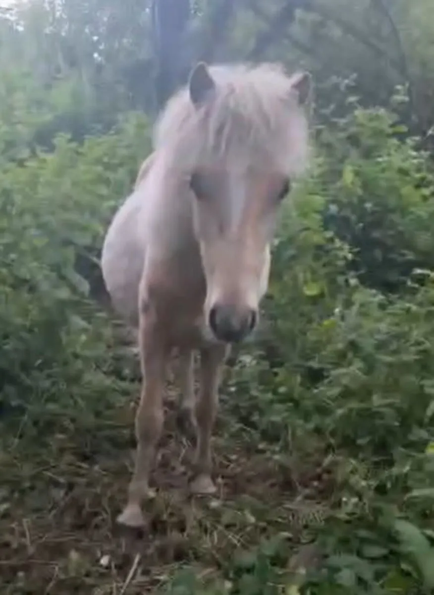 Kerry Bog Pony - Image 4