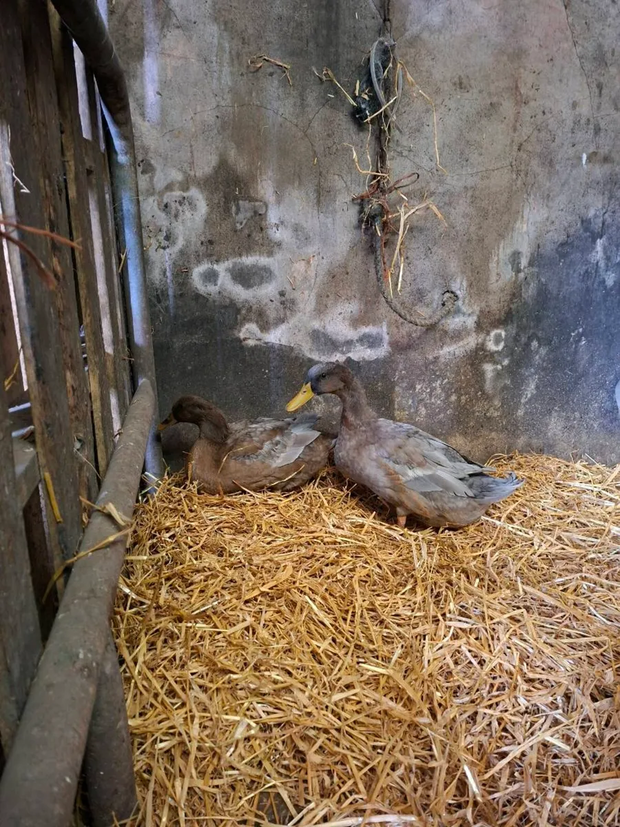 Khaki campbell and farmyard cross Ducks - Image 2