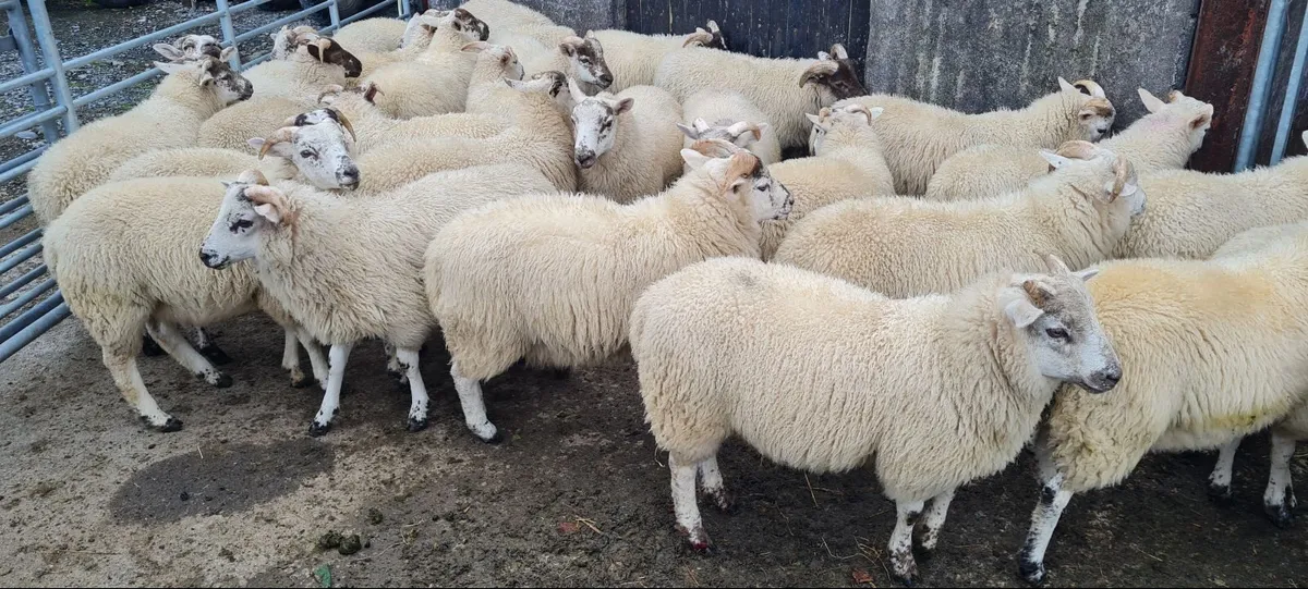 Ram lambs - Image 1