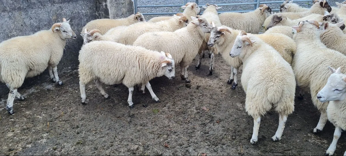 Ram lambs - Image 3