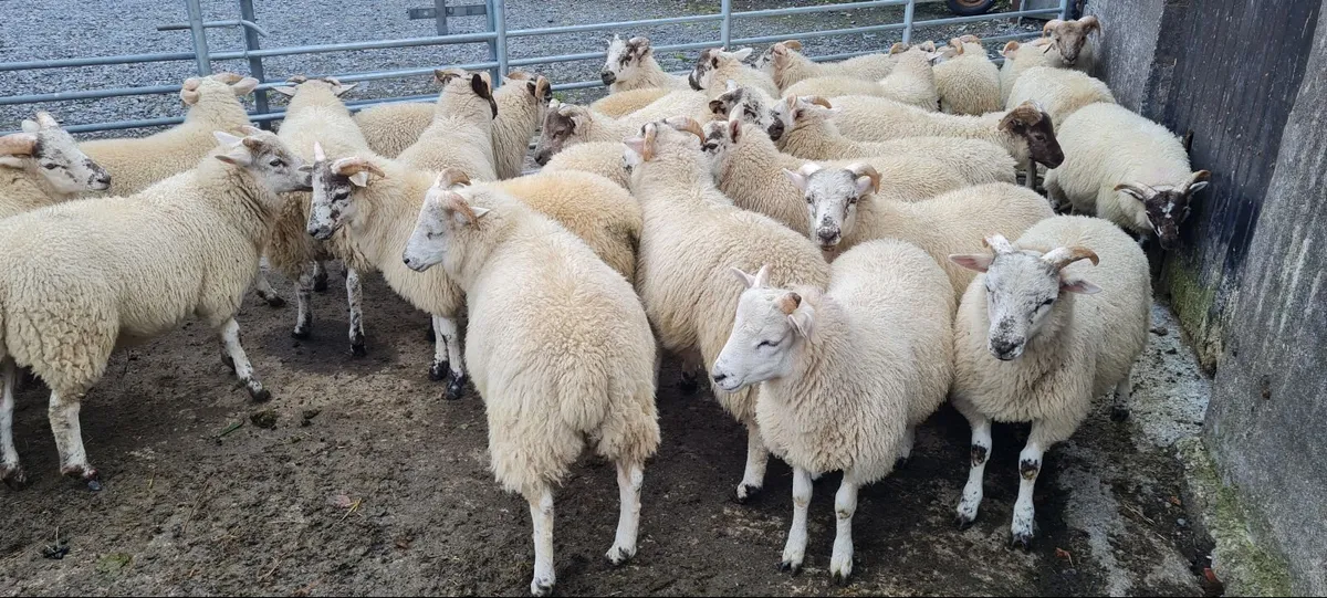 Ram lambs - Image 4
