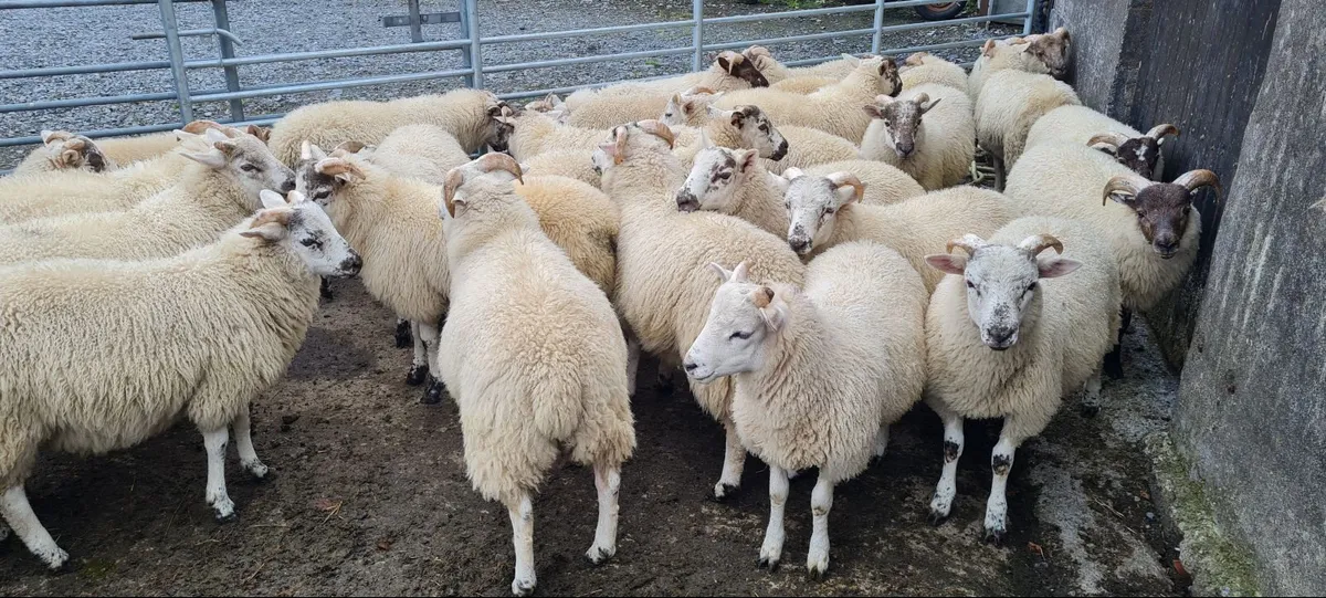Ram lambs - Image 2