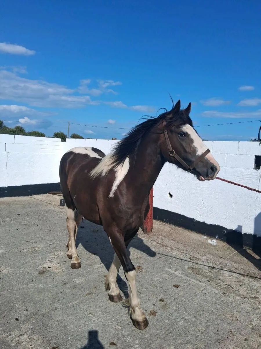 Registered Mare Pony 14.2hh - Image 1