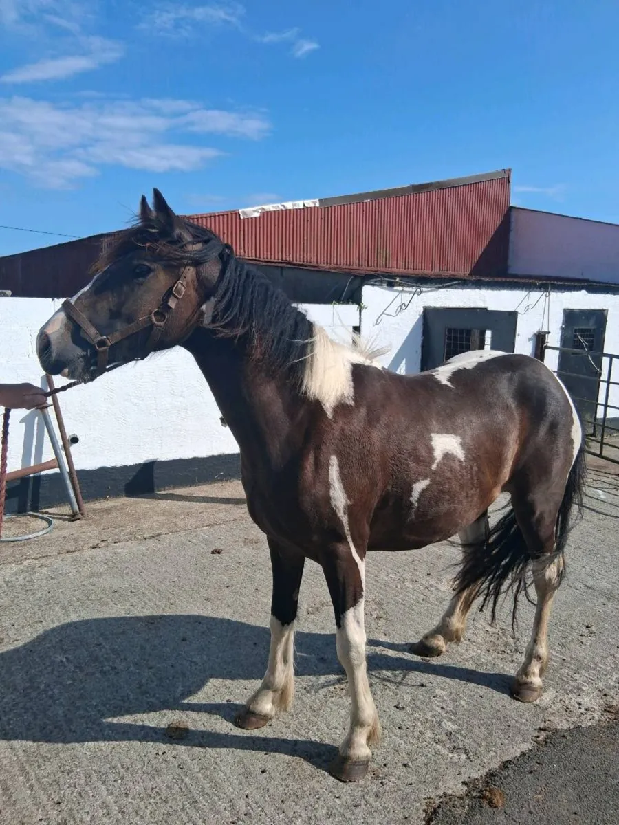 Registered Mare Pony 14.2hh - Image 2