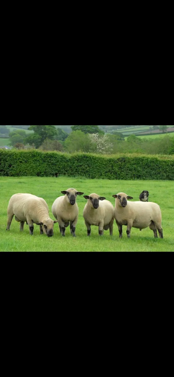 Hampshire down Ram sale