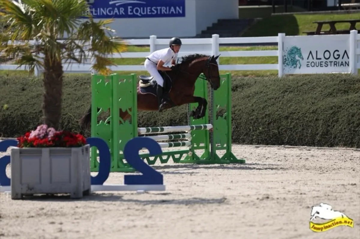6-year-old Gelding-Genuine all-rounder - Image 3