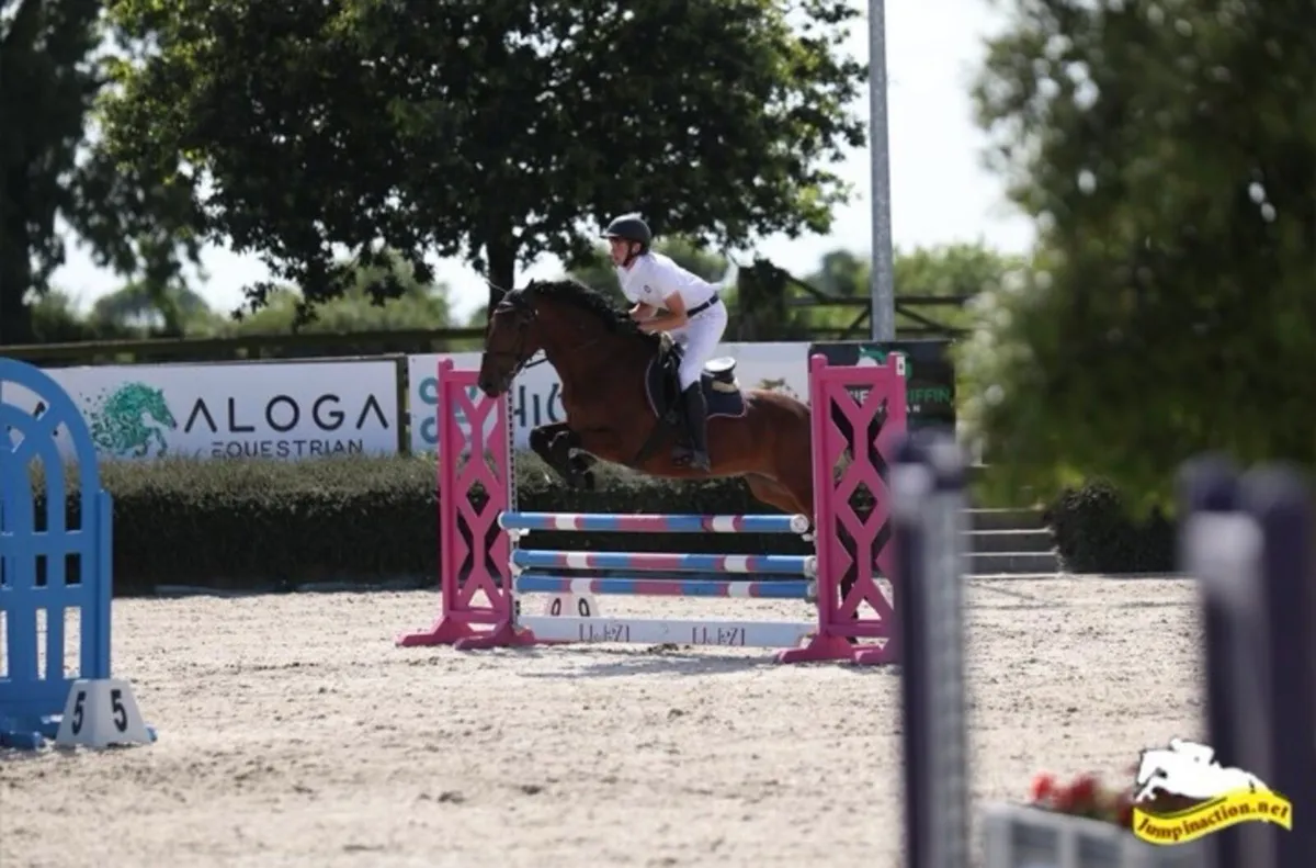 6-year-old Gelding-Genuine all-rounder - Image 4