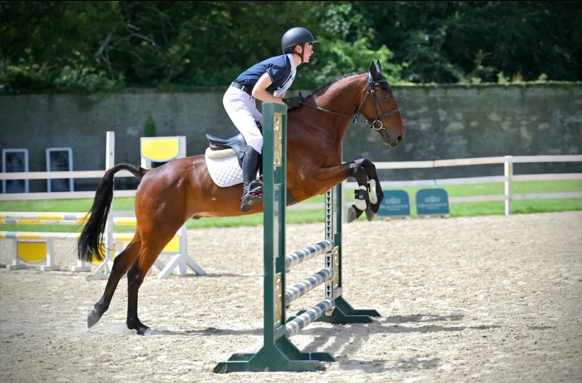6-year-old Gelding-Genuine all-rounder - Image 1