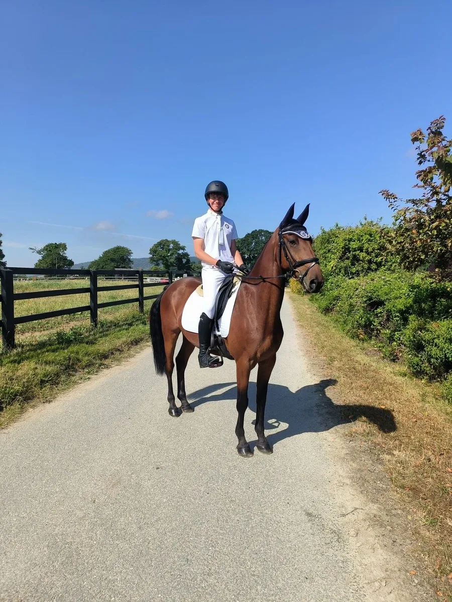 6-year-old Gelding-Genuine all-rounder - Image 2