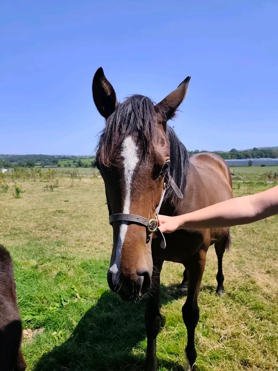 Future Trend Filly - Image 2