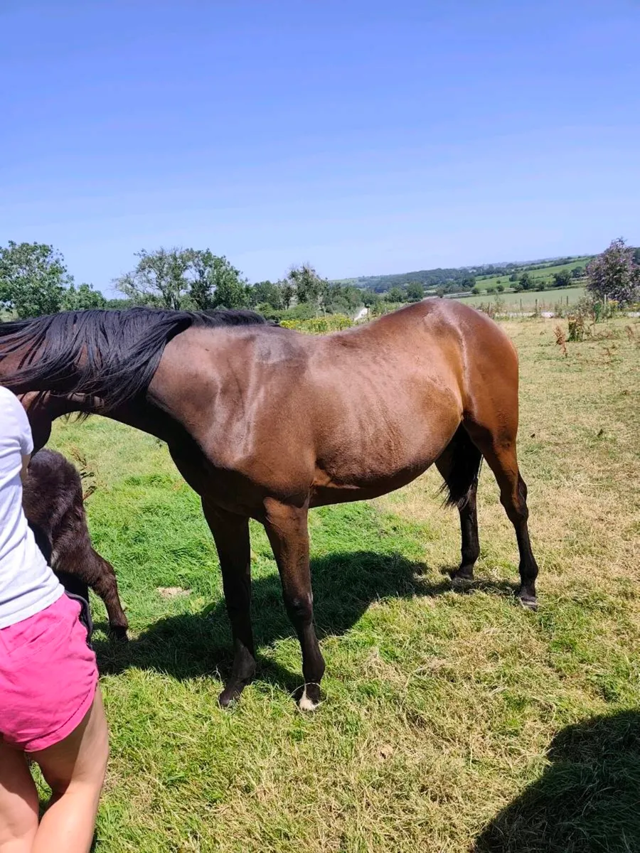 Future Trend Filly - Image 3