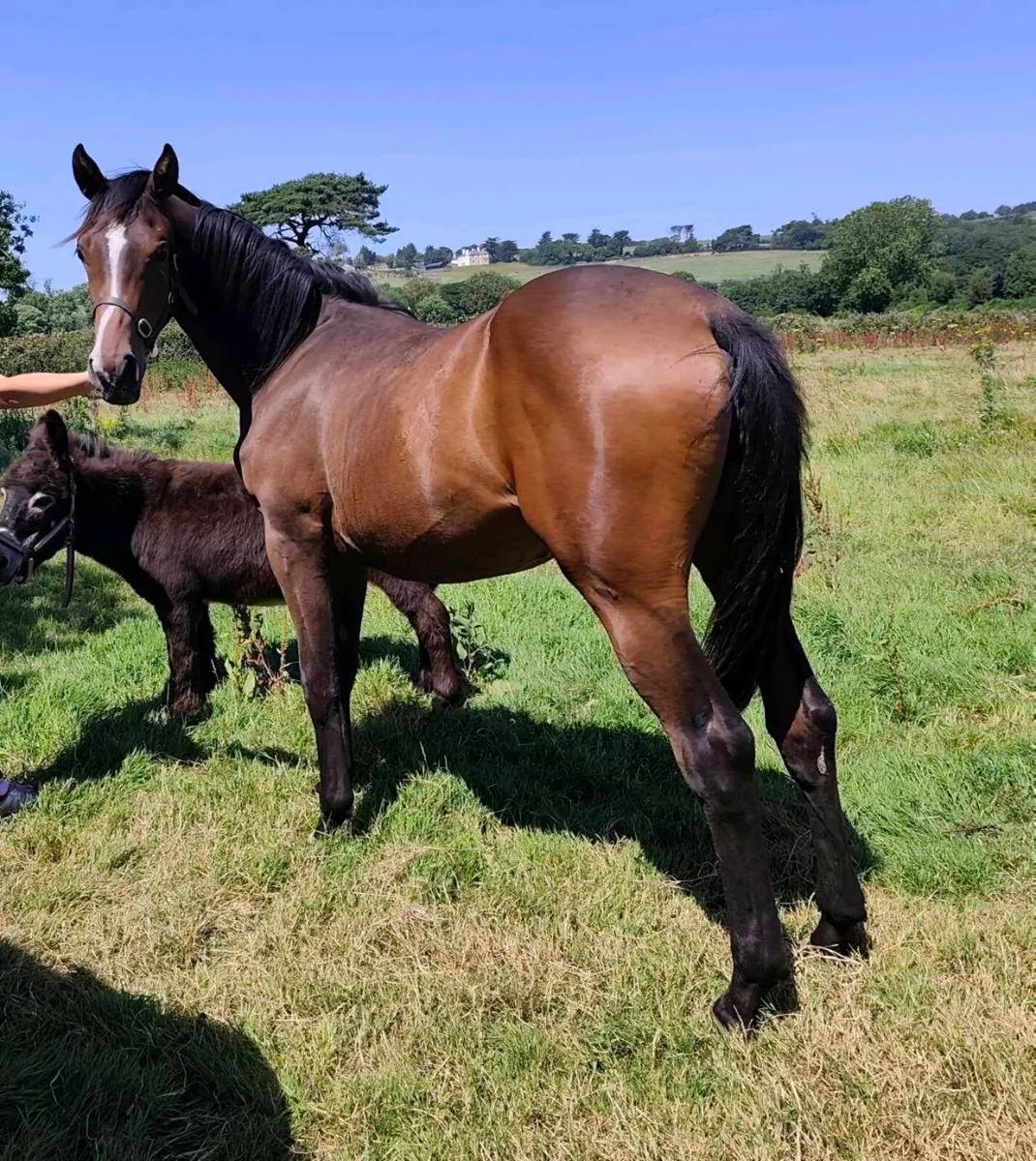 Future Trend Filly - Image 1