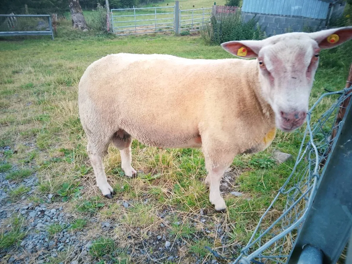 Full bred registered Hogget ram - Image 1