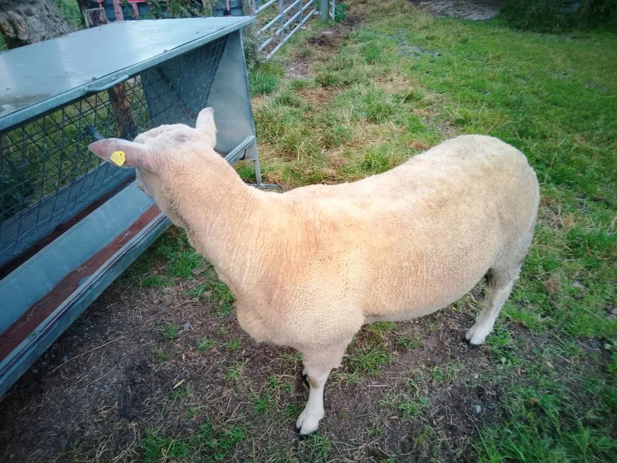 Full bred registered Hogget ram - Image 2
