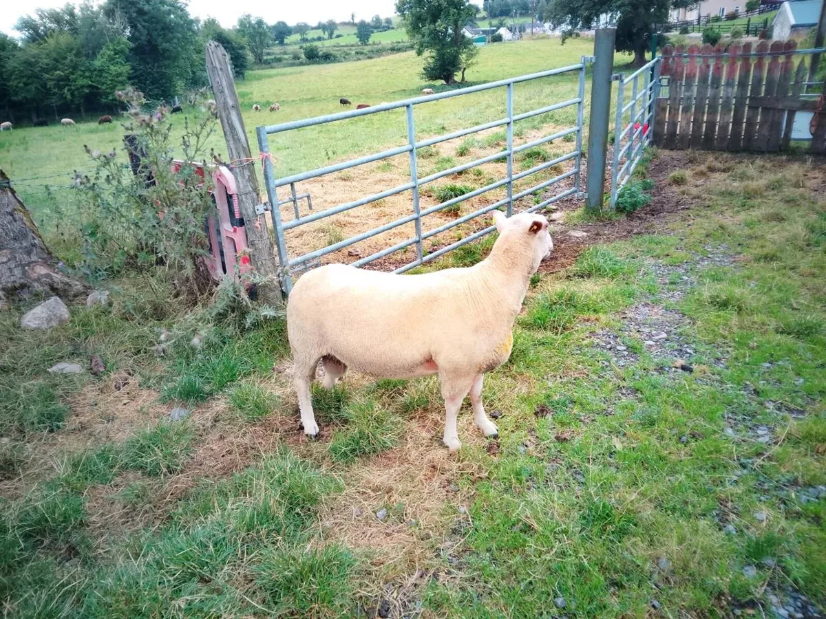 Full bred registered Hogget ram - Image 3