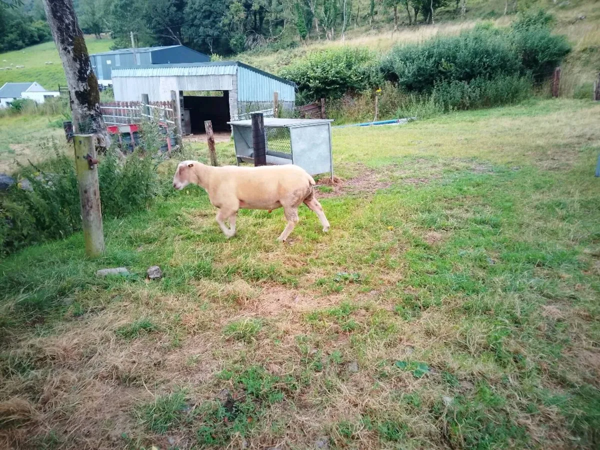 Full bred registered Hogget ram - Image 4