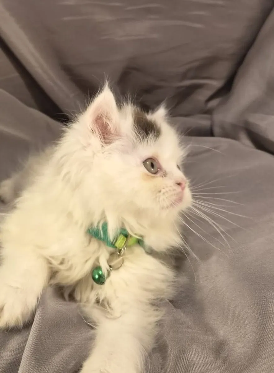 Scottish Straight Longhair Kittens - Image 4