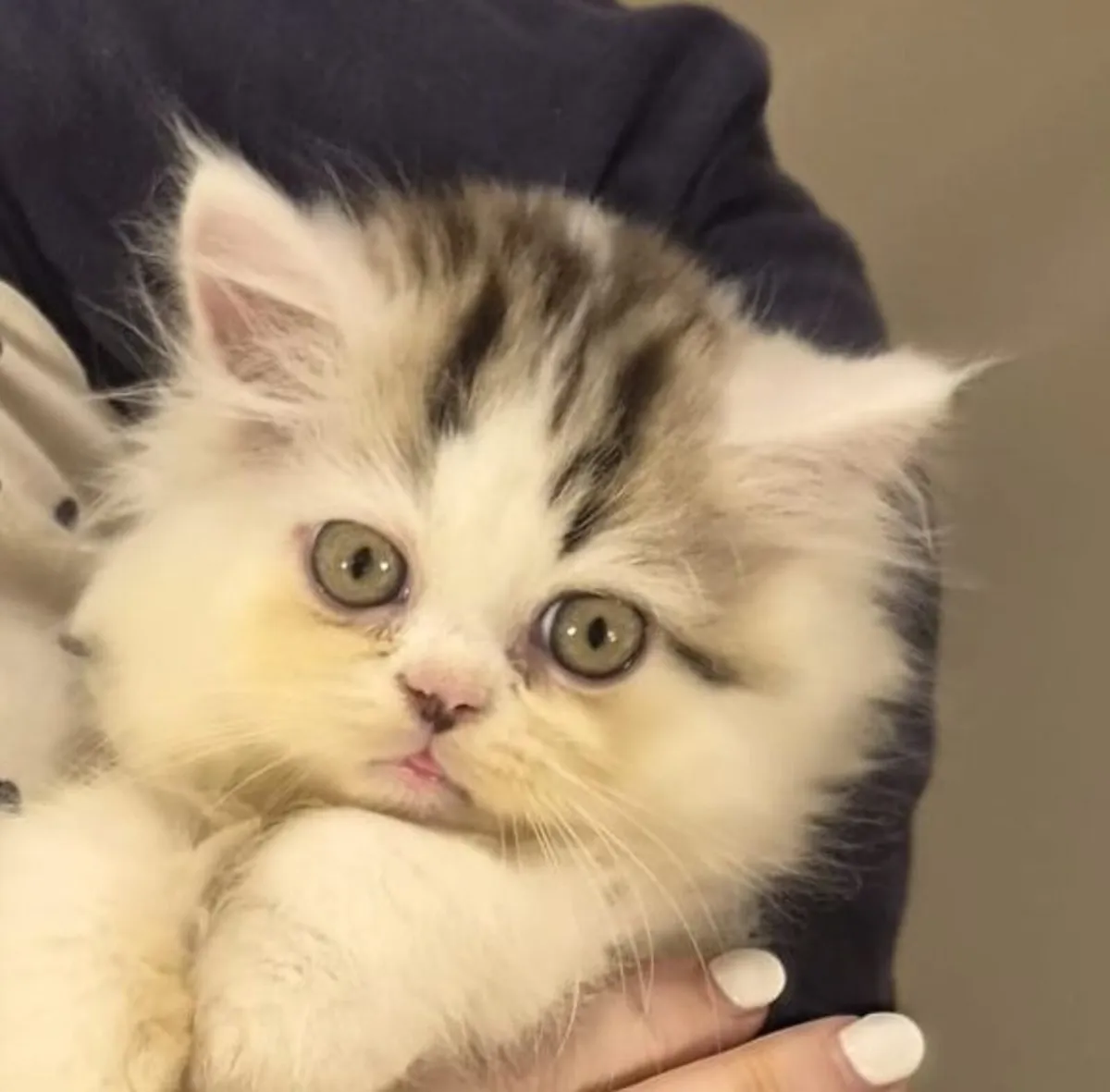 Scottish Straight Longhair Kitten - Image 1