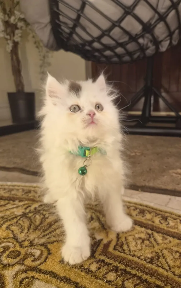 Scottish Straight Longhair Kittens - Image 4