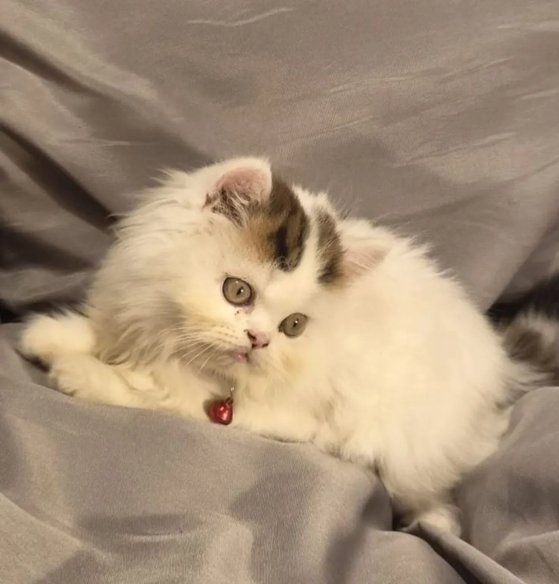 Scottish Straight Longhair Kittens - Image 1