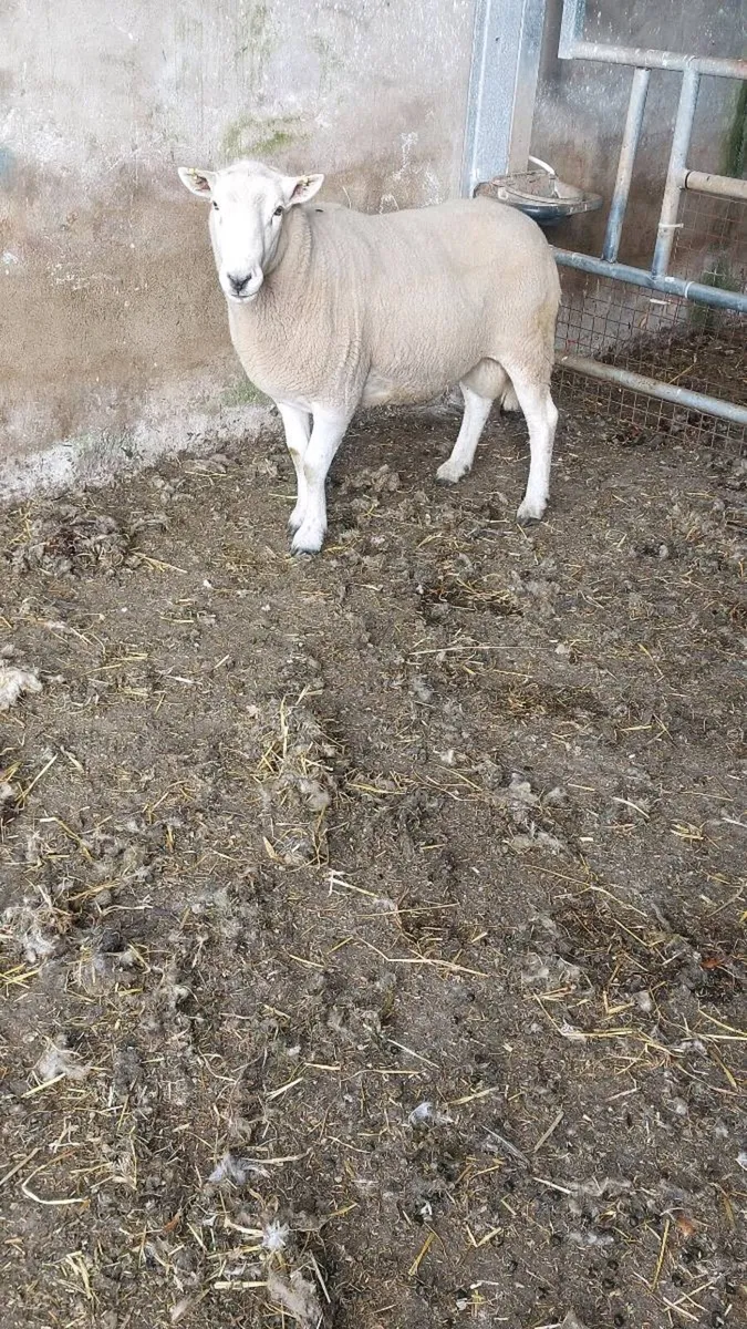 Ram - Image 1