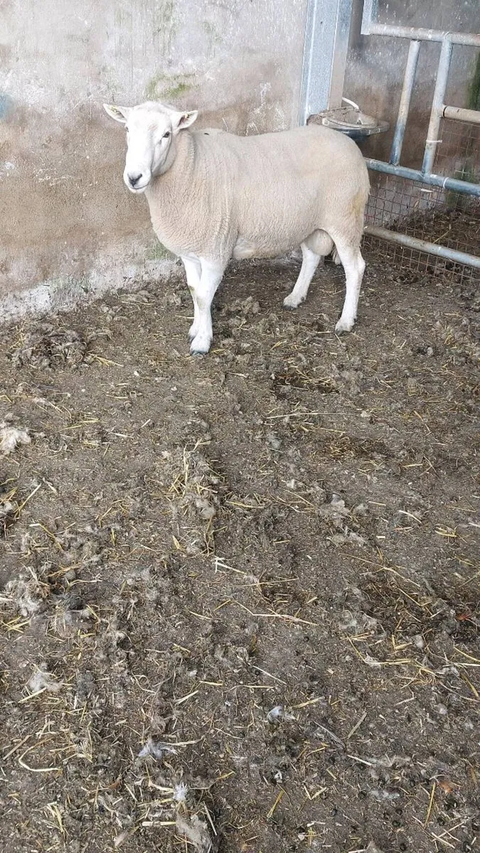 Ram - Image 2
