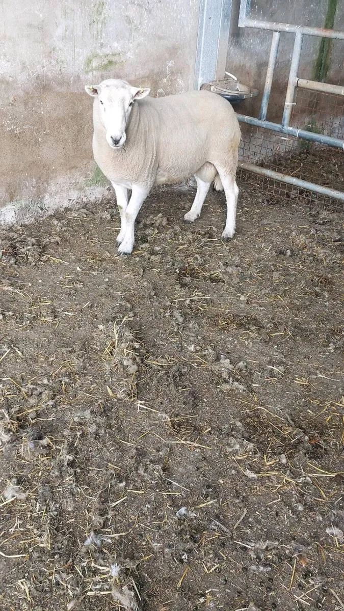 Ram - Image 3