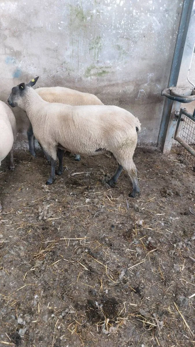 Hogget Ram - Image 2