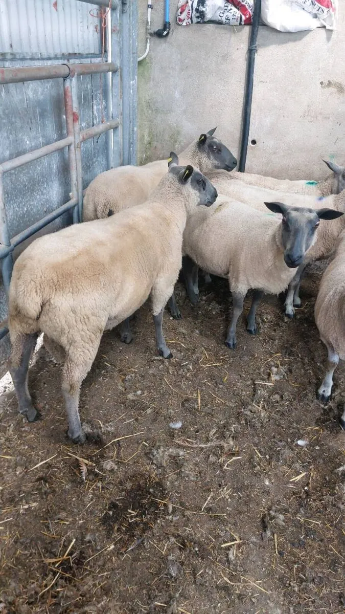 Hogget Ram - Image 4