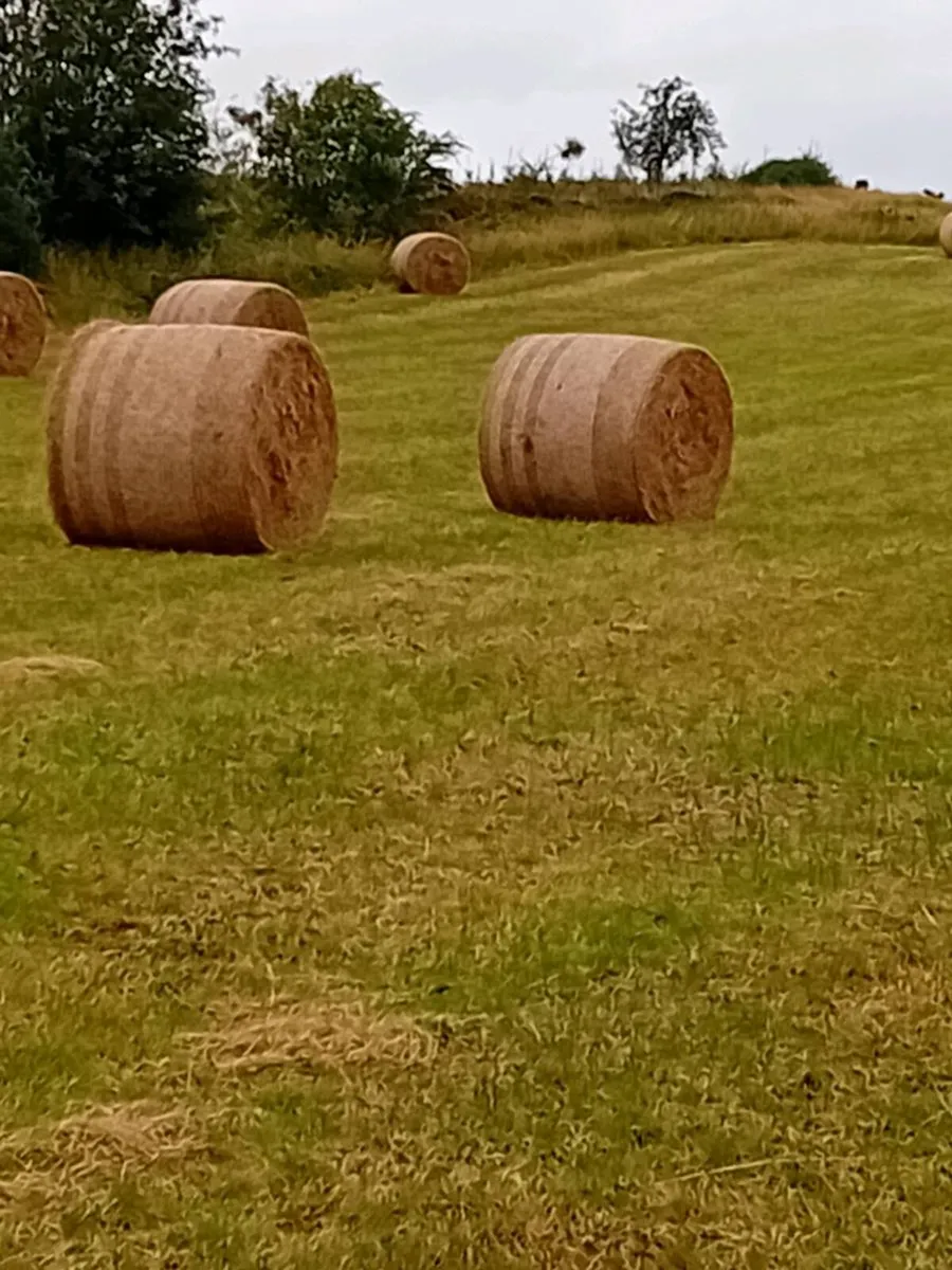 Hay, Ballymote, Sligo - Image 2