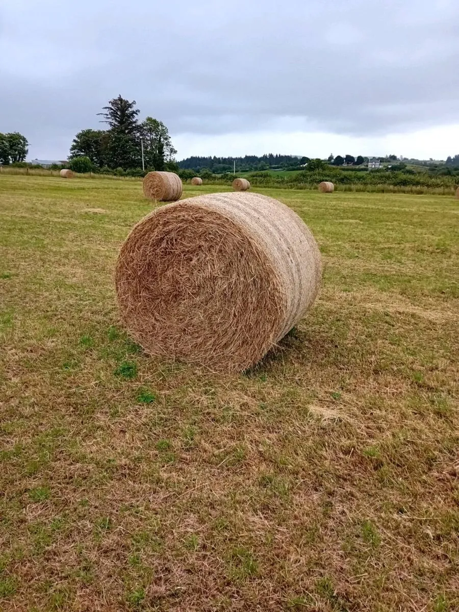 Hay, Ballymote, Sligo - Image 3