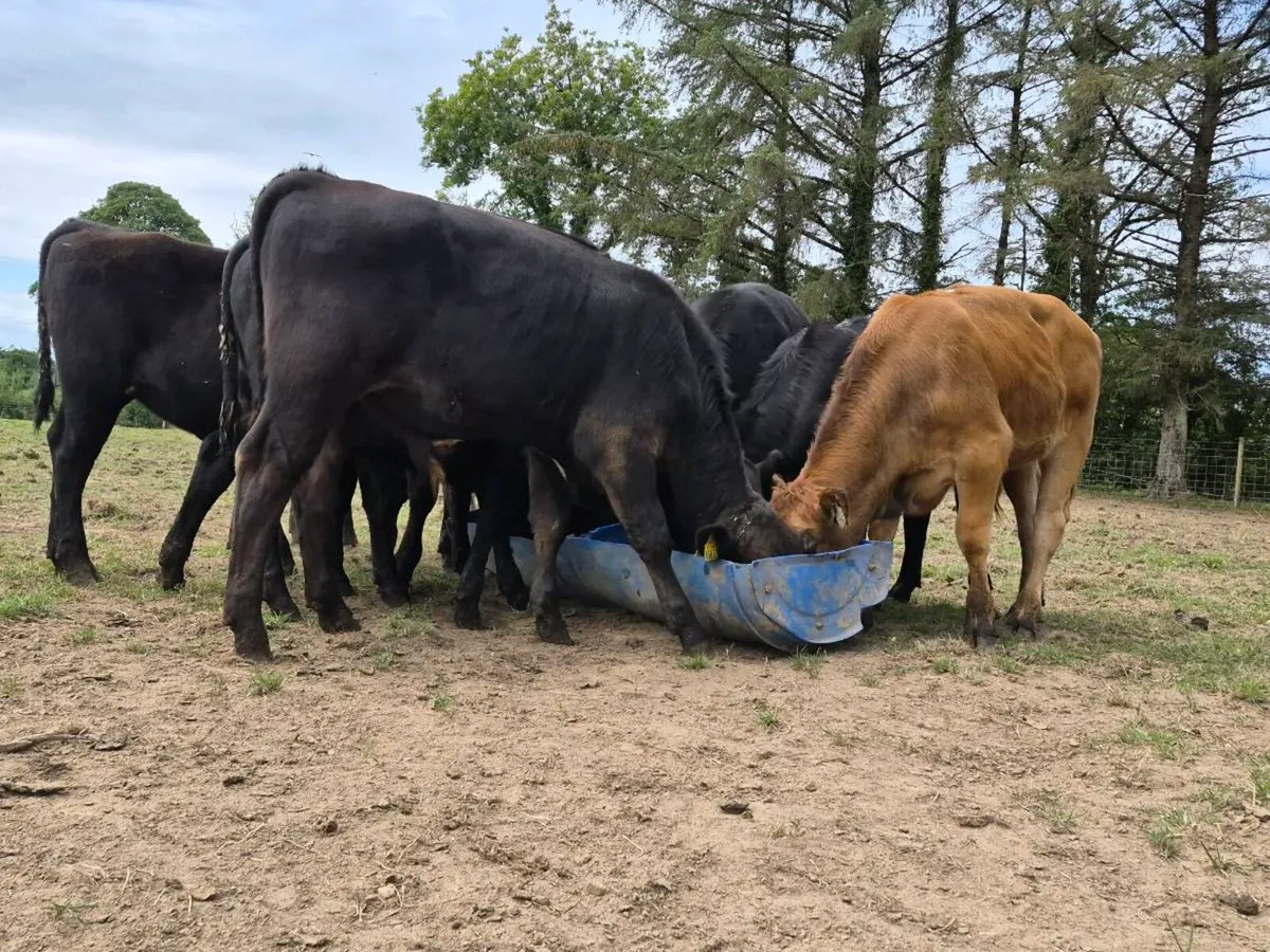 5 Quality Weanling Bulls - Image 1