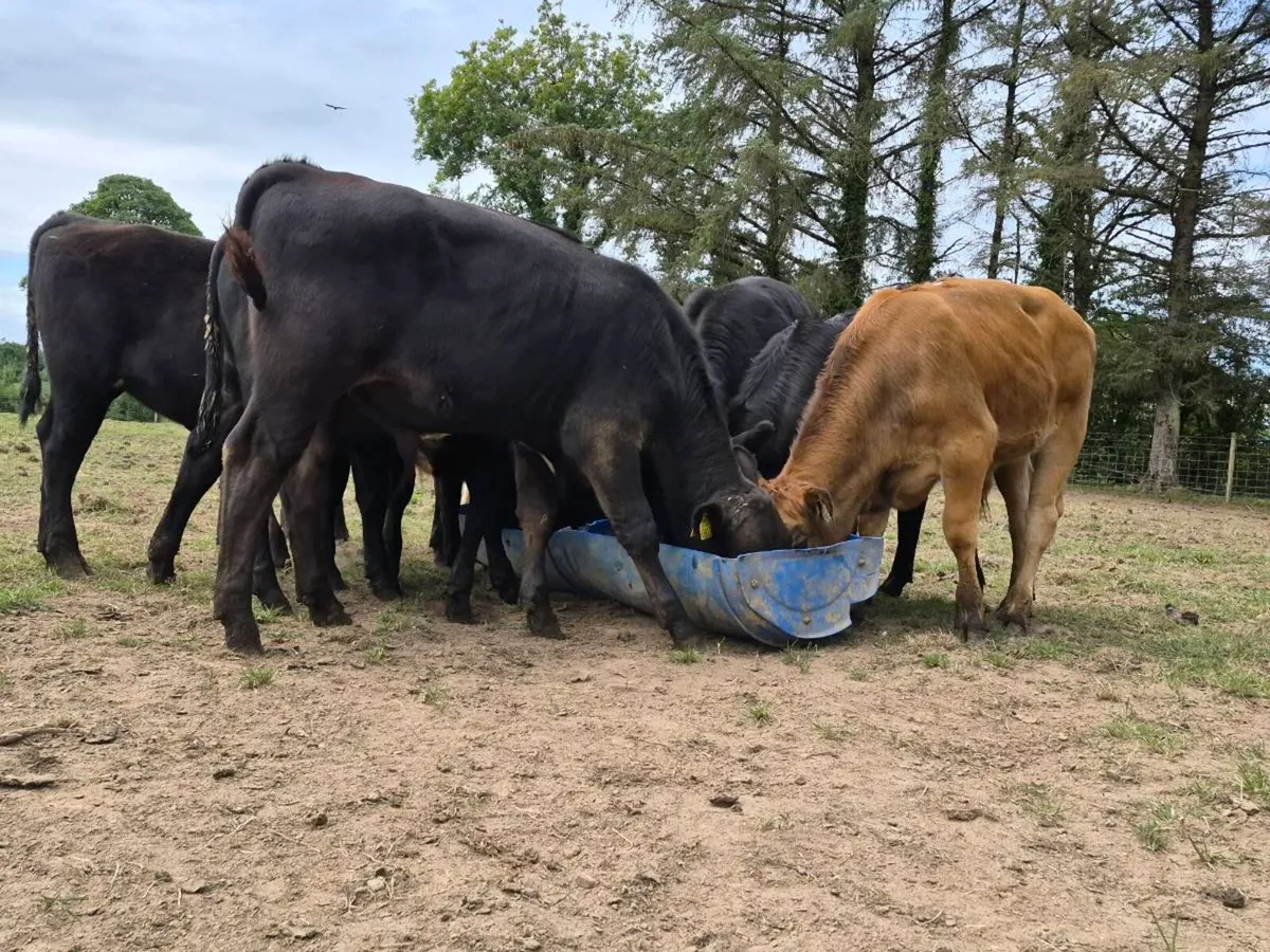 5 Quality Weanling Bulls - Image 2