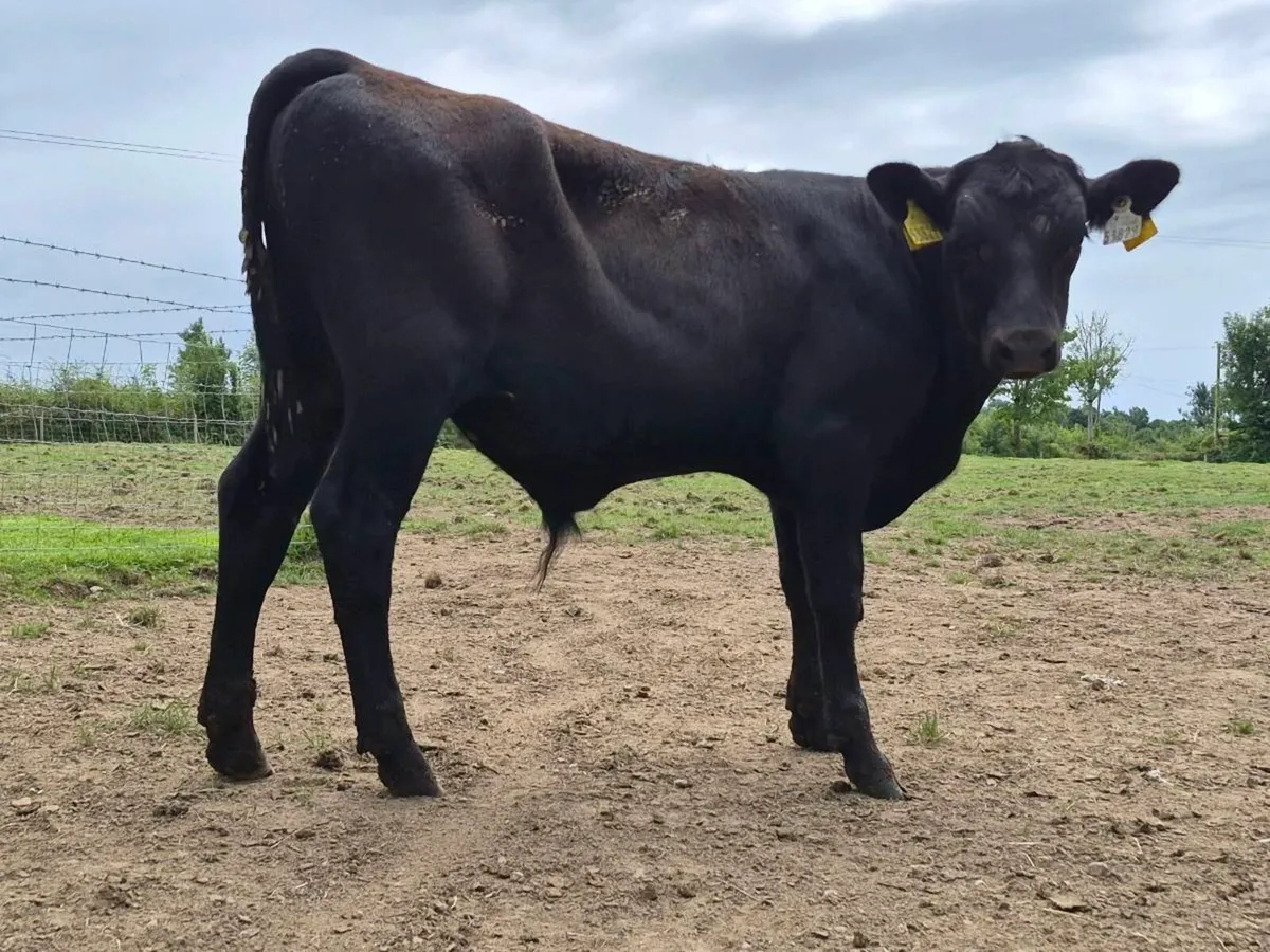 5 Quality Weanling Bulls - Image 3
