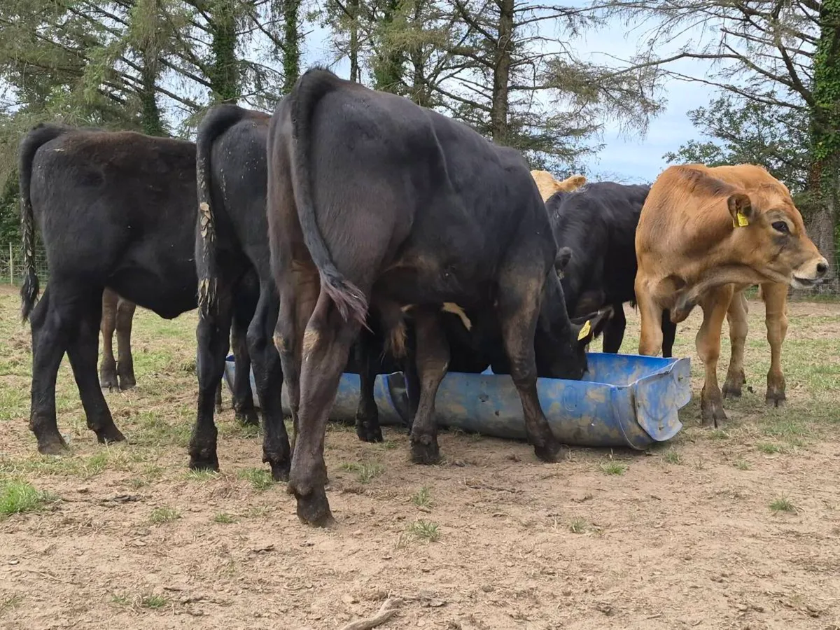 5 Quality Weanling Bulls - Image 4