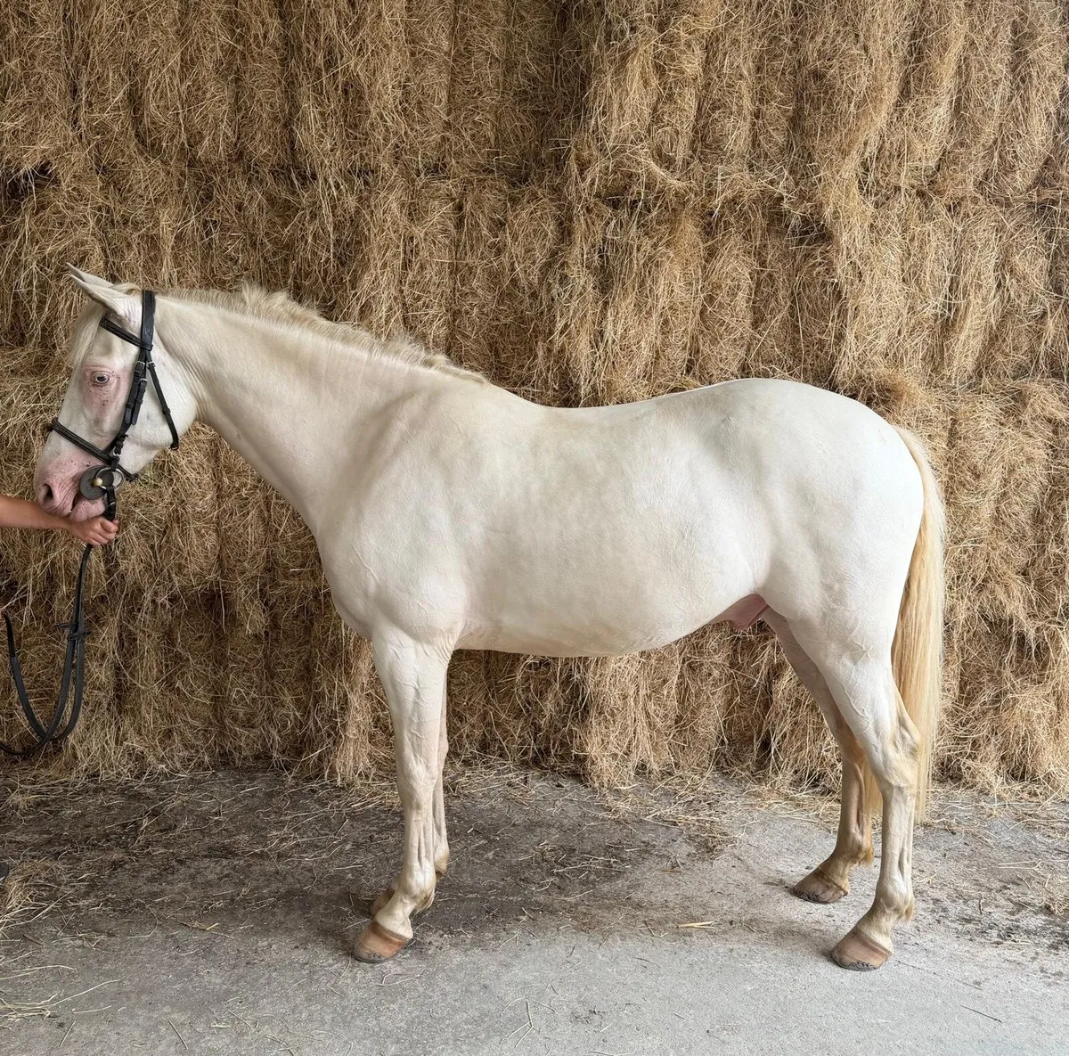 Pony - Image 2