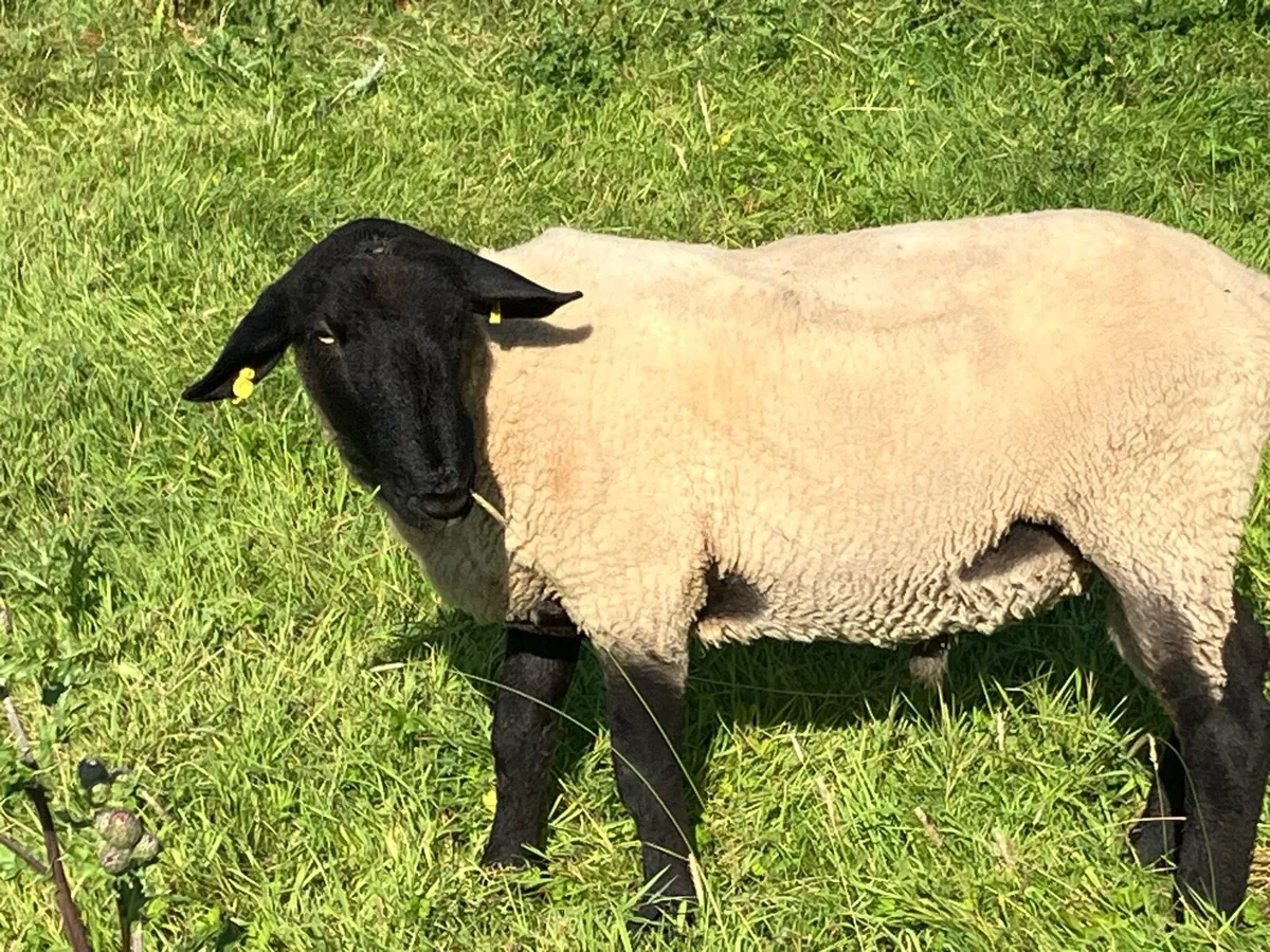 Suffolk hogget ram - Image 3