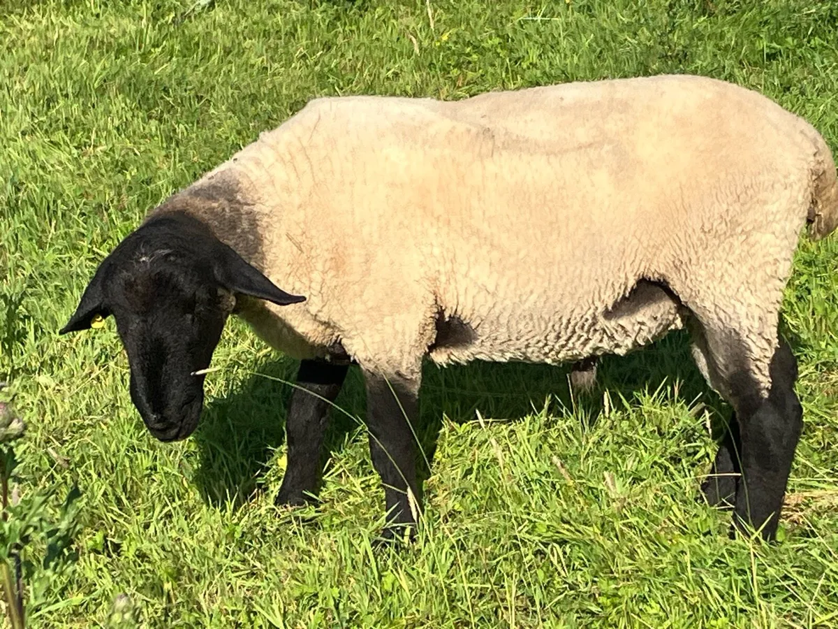 Suffolk hogget ram - Image 1
